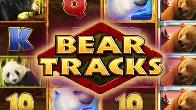 bear tracks